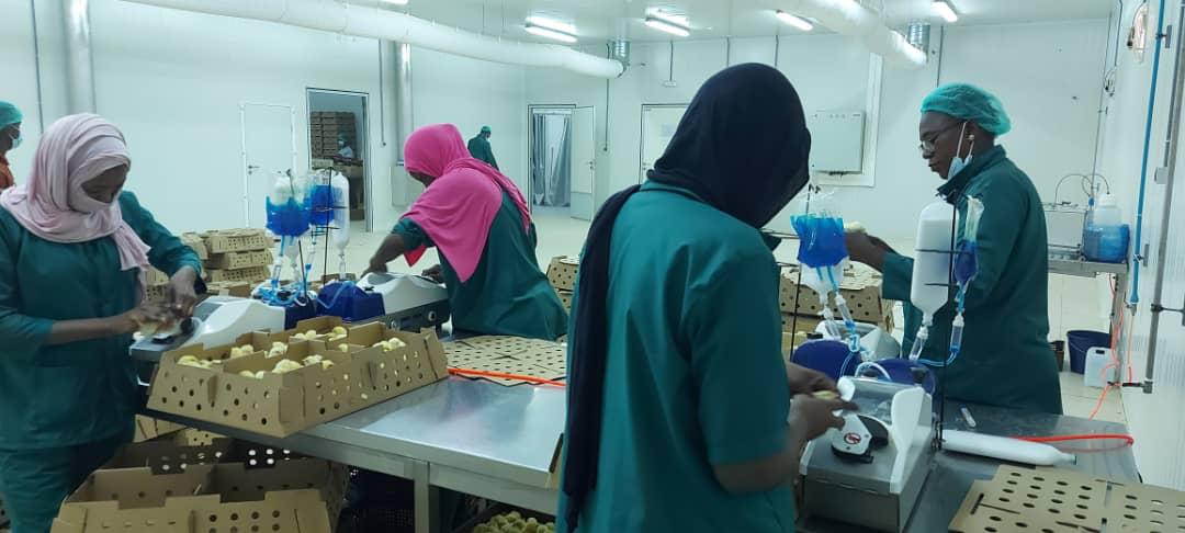 Des perspectives encourageantes pour la filière avicole en Mauritanie