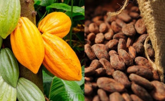 Les géants africains du cacao boycottent un sommet à Bruxelles