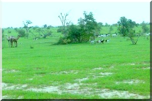 Hivernage 2016 : Retard inquiétant