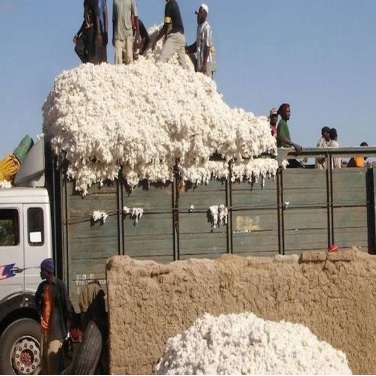 Sahel : Mauritanie, la nouvelle route du coton malien