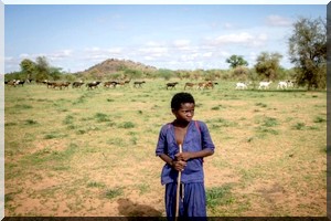 La guerre ancestrale entre éleveurs et agriculteurs se poursuit en Mauritanie 