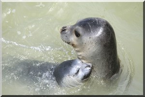 Environnement : Délocalisation de phoques-moines de Mauritanie vers Fuerteventura (Espagne)