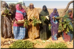 Campagne maraichère réussie pour les coopératives de Tidjikja [PhotoReportage]