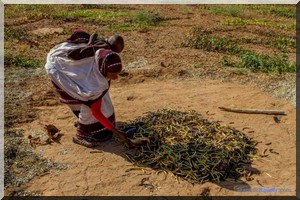 Mauritanie : vive inquiétude des paysans de Kaédi