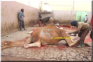 Nouakchott: Les propriétaires de bétail refusent d’alimenter les abattoirs. 