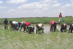 CPB : le ministère du développement rural va-t-il tuer le GIE DYNN après avoir encouragé sa naissance ? 