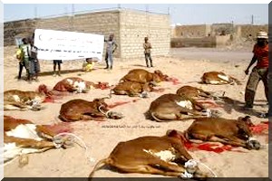 Urgent -  Hodh Charghi: L’aliment bétail monopolisé par les commerçants …le cheptel dévasté par milliers