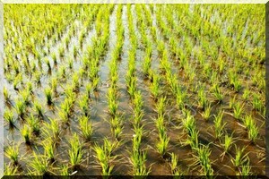 Mauritanie: risques d’insécurité alimentaire dans le Sud