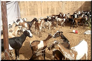 Boghé : l’ong AMAD distribue 60 petits ruminants à Daghvegh et Dar El khair (commune de Boghé) [PhotoReportage]