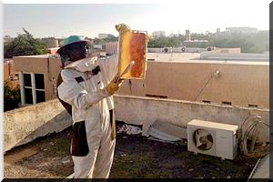 Inédit : Un jeune entrepreneur se lance dans l’Apiculture