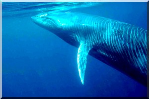 Une nouvelle espèce de baleine échoue en Mauritanie 