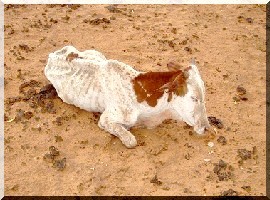 Des têtes de bétail tuées par à une maladie inconnue à Ibelghan (sud de Boutilimitt). 