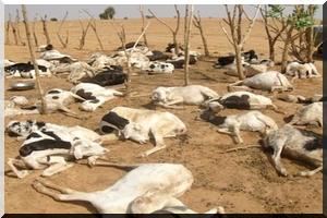 Les pluies, cause de décimation de 600 têtes de bétail