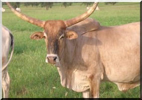 Brakna : Boghé : L’APLVB célèbre la journée mondiale du lait