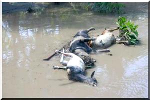 Urgent : Des dizaines de caprins, ovins décimés par une étrange maladie dans les environs d'Aoujeft