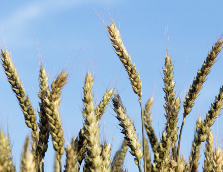 Agriculture : la Mauritanie s’engage sur la voie du blé