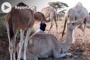 Vidéo. Maures de Mauritanie: à la découverte du lien fusionnel entre nomades et chameaux