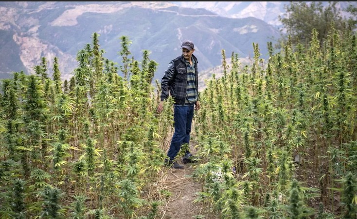 Maroc: saisie record de plus de 31 tonnes de cannabis