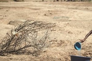 Agriculture : lutte contre les ravageurs au Sénégal et en Mauritanie