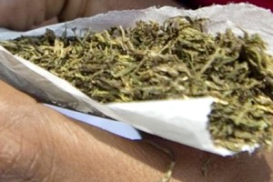 Rosso : Arrestation de présumés trafiquants de chanvre indien