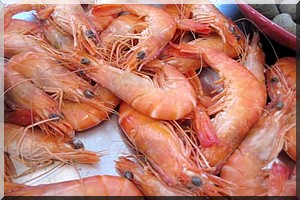 Pillage des nos ressources halieutiques, absences de solutions propres