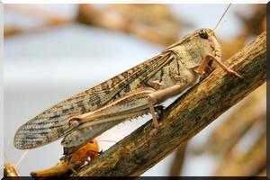 Une invasion de criquets menace le Sahel