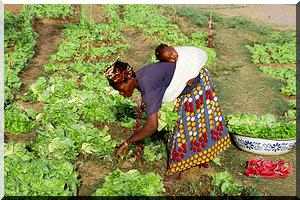 Comment renforcer le dialogue politique concertée sur la sécurité alimentaire au Sahel ?