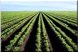 Trois mémorandums d’entente signés entre la Mauritanie et l’Egypte 