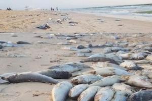 Mauritanie: un désastre écologique frappe le Banc d’Arguin