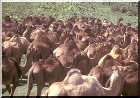 Le wali du Guidimagha arrête la distribution des aliments de bétail après avoir découvert ...