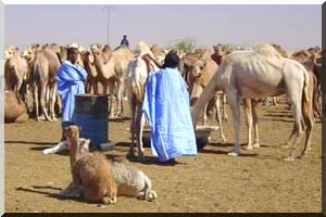 Coronavirus: dromadaires peut-être impliqués dans la transmission 