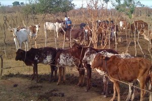 Mauritanie: les conséquences néfastes des fermetures des frontières sur la transhumance
