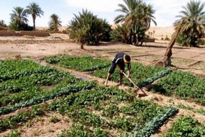 Mauritanie : l’emploi des jeunes au cœur des débats