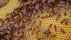 MBAHé - Brakna : le poste de santé, un nid d’abeilles