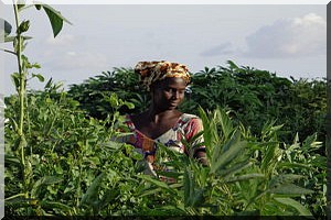 Mauritanie : face à l'accaparement des terres par l'État, quels moyens de résistance ?