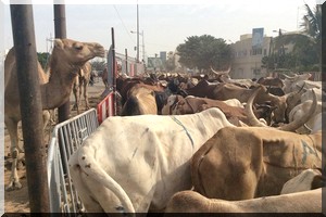 Vive tension entre éleveurs sénégalais et étrangers au foirail de Mbao 