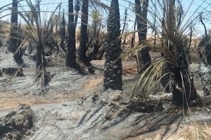 Vidéo. Atar : Un incendie criminel ravage la palmeraie de Neijert 