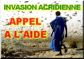 La Mauritanie, menacée par les criquets, appelle à l'aide internationale