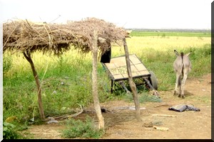 Les paysans du PPG : « Obligés de payer la police pour se rendre au champs »