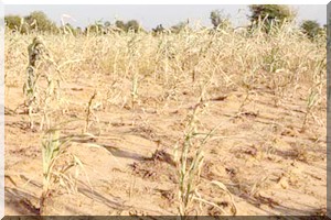 Mauritanie: Subvention de 10 millions de dollars pour la lutte contre la sécheresse