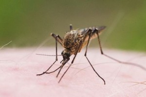 Des moustiques OGM libérés au Burkina Faso