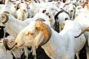 Vidéo. Mauritanie : les 450.000 moutons promis au Sénégal en route 