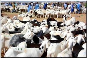 Les moutons intouchables à Nouakchott