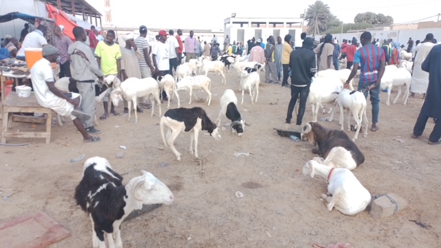 Fête d’El Adha : les prix des moutons s’emballent