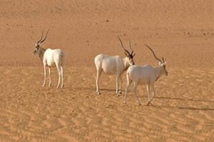 Niger : une compagnie pétrolière chinoise accusée de menacer l’une des plus grandes réserves naturelles d’Afrique