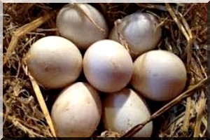 Inauguration d'une écloserie d'œufs de volailles en Mauritanie  
