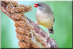 Invasion des oiseaux granivores à Ould Yenge: Aliou Silly Sow dénonce le silence du gouvernement