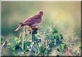 Boguel-Fadoua : Les oiseaux ne cultivent pas, mais récoltent