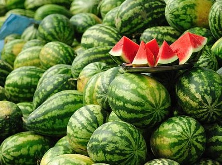 Agriculture : la Pastèque mauritanienne s’invite dans les plats européens