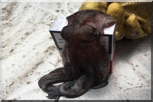 Reprise des activités de pêche : Haro sur les juvéniles 